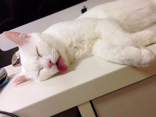 Illustration for article titled The Cat with the "Ugliest Sleeping Face in Japan"